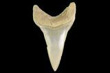 Fossil Mako Tooth - Lee Creek (Aurora), NC #142319-1
